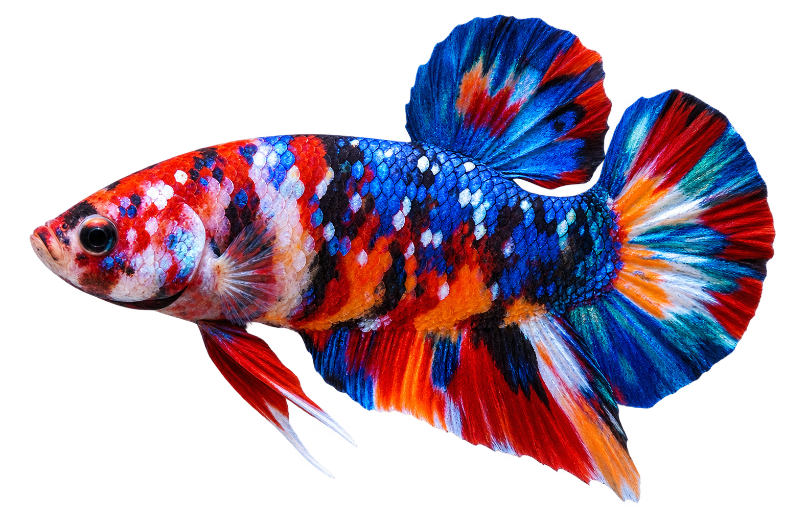Betta Ankara özel seçkisi